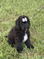 Bunnie , a female Cockapoo and Miniature Goldendoodle for sale in Boonville, NC – Photo 3 of 5