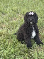 Bunnie , a female Cockapoo and Miniature Goldendoodle for sale in Boonville, NC – Photo 4 of 5
