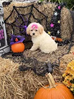Lainey , a female Miniature Goldendoodle for sale in Boonville, NC – 4 of 6