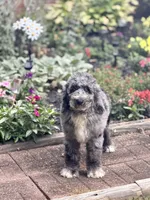 Phoenix, a male Aussiedoodle and Poodle - Standard  for sale in Boonville, NC – 3 of 5