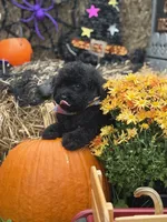Oliver , a male Miniature Goldendoodle for sale in Boonville, NC – 6 of 10