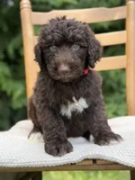 Kacey , a male Aussiedoodle and Poodle - Standard  for sale in Boonville, NC – 2 of 3