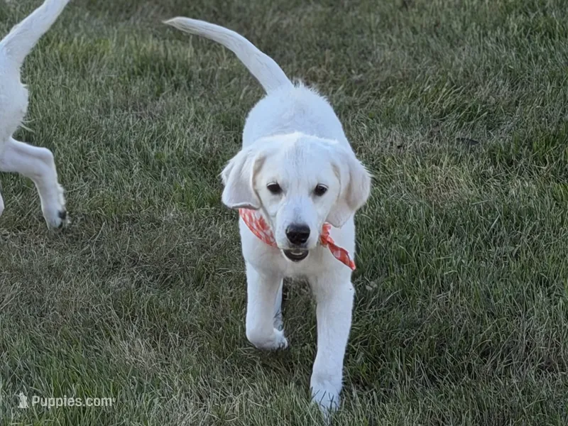 Maple  – English Cream Golden Retriever puppy for sale in Boonville, NC