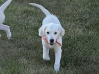 Maple , a female English Cream Golden Retriever for sale in Boonville, NC – 1 of 5