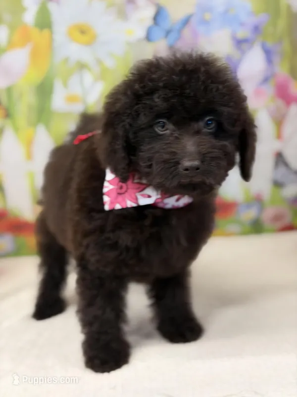 Delilah – Miniature Goldendoodle puppy for sale in Boonville, NC