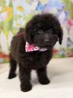 Delilah, a female Miniature Goldendoodle for sale in Boonville, NC – Photo 1 of 3