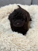Poppie , a female Miniature Goldendoodle for sale in Boonville, NC – Photo 3 of 4