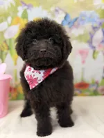 Delilah, a female Miniature Goldendoodle for sale in Boonville, NC – Photo 3 of 3