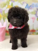 Delilah, a female Miniature Goldendoodle for sale in Boonville, NC – Photo 2 of 3