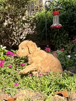 Nellie , a female Aussiedoodle for sale in Boonville, NC – 5 of 6
