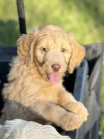 Nellie , a female Aussiedoodle for sale in Boonville, NC – 1 of 6