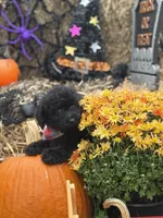 Oliver , a male Miniature Goldendoodle for sale in Boonville, NC – 5 of 10