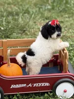 Maddie , a female Miniature Goldendoodle for sale in Boonville, NC – 4 of 10