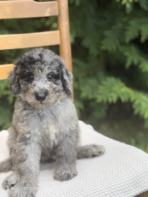 Rain – Aussiedoodle, Poodle - Standard  puppy for sale in Boonville, NC
