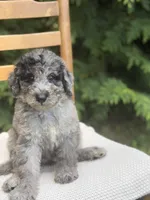 Rain, a male Aussiedoodle and Poodle - Standard  for sale in Boonville, NC – 1 of 4