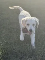 Malory , a female English Cream Golden Retriever for sale in Boonville, NC – 5 of 6