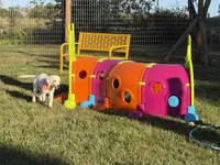 Maple , a female English Cream Golden Retriever for sale in Boonville, NC – 5 of 5