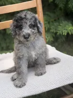 Rain, a male Aussiedoodle and Poodle - Standard  for sale in Boonville, NC – 4 of 4