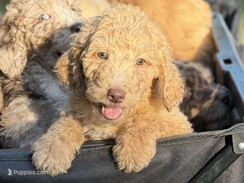 Milo – Aussiedoodle puppy for sale in Boonville, NC