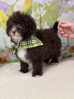 Tiny Teddy , a male Miniature Goldendoodle for sale in Boonville, NC – Photo 3 of 4