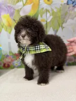 Tiny Teddy , a male Miniature Goldendoodle for sale in Boonville, NC – Photo 2 of 4