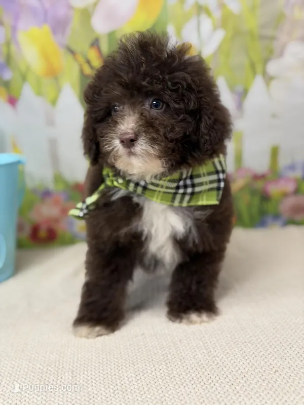 Tiny Teddy  – Miniature Goldendoodle puppy for sale in Boonville, NC