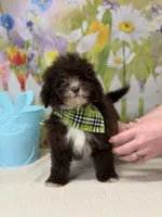 Tiny Teddy , a male Miniature Goldendoodle for sale in Boonville, NC – Photo 4 of 4