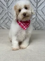 Aspen , a female Cockapoo and Poodle - Miniature  for sale in Boonville, NC – Photo 2 of 4