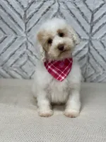 Aspen , a female Cockapoo and Poodle - Miniature  for sale in Boonville, NC – Photo 3 of 4