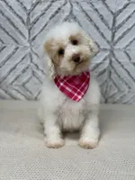 Aspen , a female Cockapoo and Poodle - Miniature  for sale in Boonville, NC – Photo 4 of 4