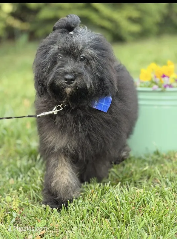 Jackson in training  – Cockapoo, Poodle - Miniature  puppy for sale in Boonville, NC