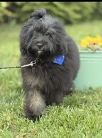 Jackson in training , a male Cockapoo and Poodle - Miniature  for sale in Boonville, NC – Photo 1 of 5