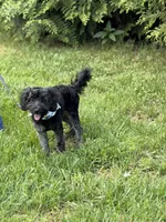 Jackson , a male Cockapoo and Poodle - Miniature  for sale in Boonville, NC – 4 of 5