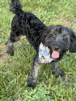 Jackson , a male Cockapoo and Poodle - Miniature  for sale in Boonville, NC – 2 of 5