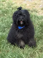 Jackson in training , a male Cockapoo and Poodle - Miniature  for sale in Boonville, NC – Photo 5 of 5