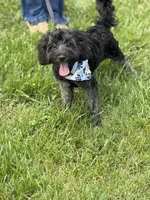 Jackson , a male Cockapoo and Poodle - Miniature  for sale in Boonville, NC – 3 of 5