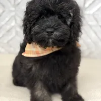 Jackson , a male Cockapoo and Poodle - Miniature  for sale in Boonville, NC – Photo 4 of 4