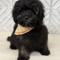 Jackson , a male Cockapoo and Poodle - Miniature  for sale in Boonville, NC – Photo 1 of 4