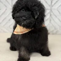 Jackson , a male Cockapoo and Poodle - Miniature  for sale in Boonville, NC – Photo 3 of 4