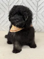 Jackson , a male Cockapoo and Poodle - Miniature  for sale in Boonville, NC – Photo 3 of 4