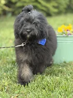Jackson in training , a male Cockapoo and Poodle - Miniature  for sale in Boonville, NC – Photo 3 of 5