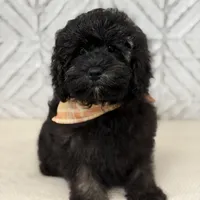 Jackson , a male Cockapoo and Poodle - Miniature  for sale in Boonville, NC – Photo 2 of 4