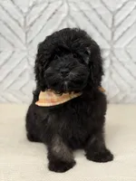 Jackson , a male Cockapoo and Poodle - Miniature  for sale in Boonville, NC – Photo 2 of 4