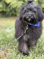Jackson in training , a male Cockapoo and Poodle - Miniature  for sale in Boonville, NC – Photo 4 of 5