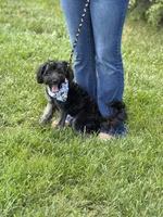 Jackson , a male Cockapoo and Poodle - Miniature  for sale in Boonville, NC – 5 of 5