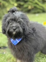 Jackson in training , a male Cockapoo and Poodle - Miniature  for sale in Boonville, NC – Photo 2 of 5