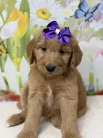 Georgia , a female Goldendoodle and Poodle - Standard  for sale in Boonville, NC – Photo 2 of 3