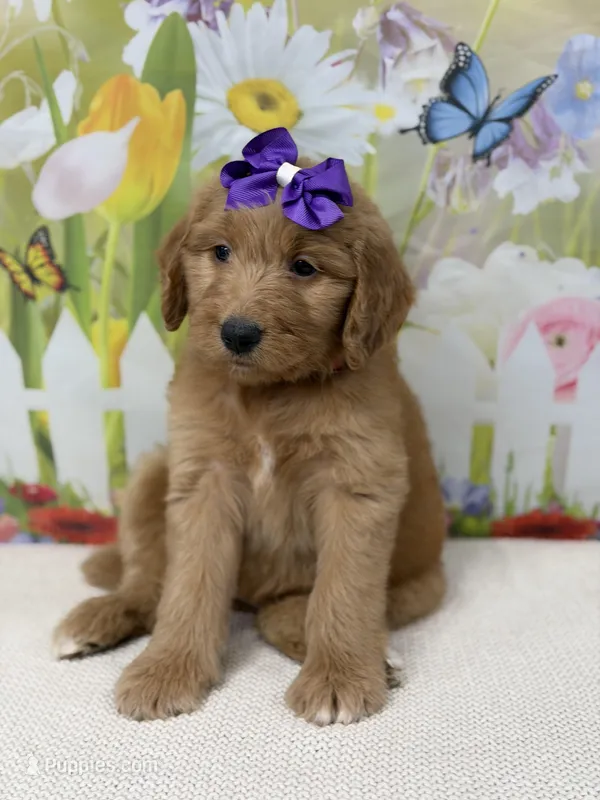 Georgia  – Goldendoodle, Poodle - Standard  puppy for sale in Boonville, NC