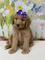 Georgia , a female Goldendoodle and Poodle - Standard  for sale in Boonville, NC – Photo 1 of 3