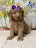 Georgia , a female Goldendoodle and Poodle - Standard  for sale in Boonville, NC – Photo 3 of 3
